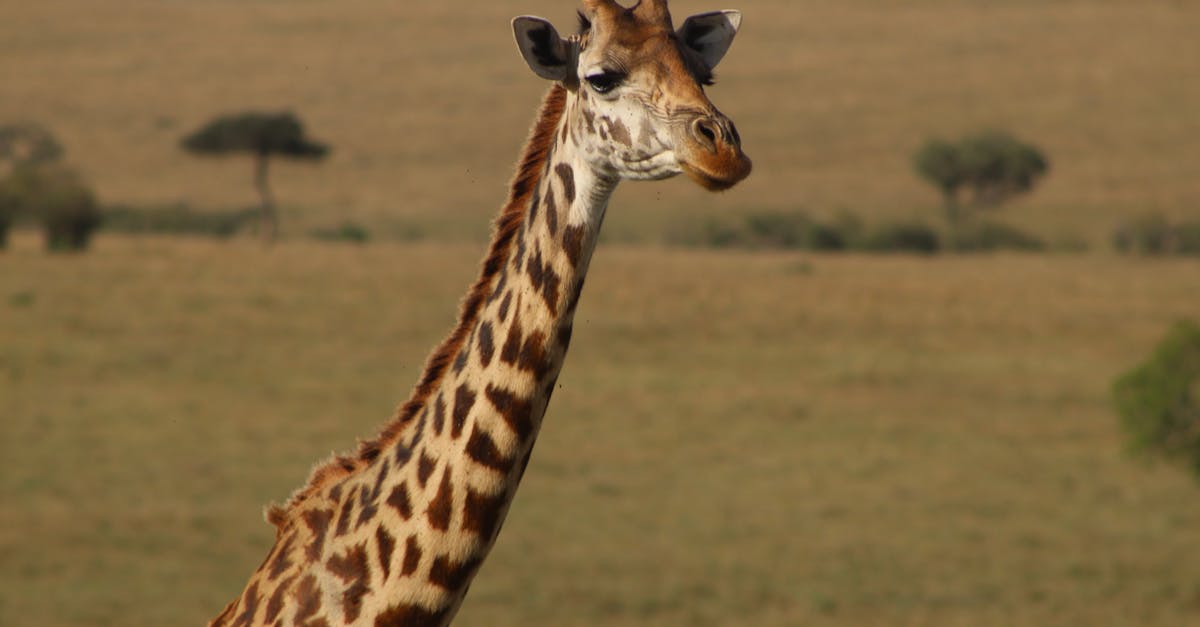 Hoe groot worden giraffen eigenlijk? - Uitleg voor kleuters
