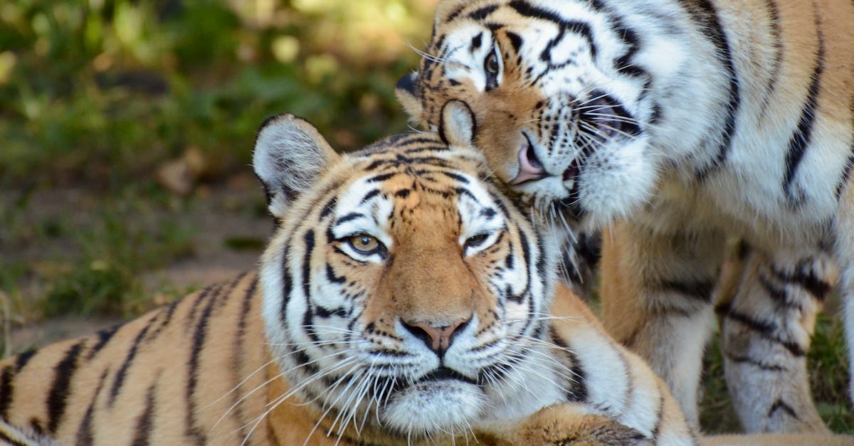 Hoeveel strepen heeft een tijger? - Uitleg voor tieners