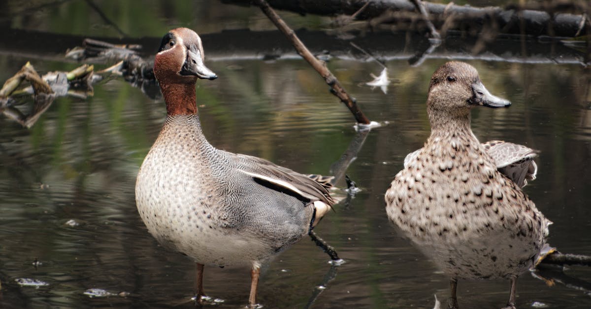 Hoeveel vogelsoorten zijn er? - Uitleg voor kleuters