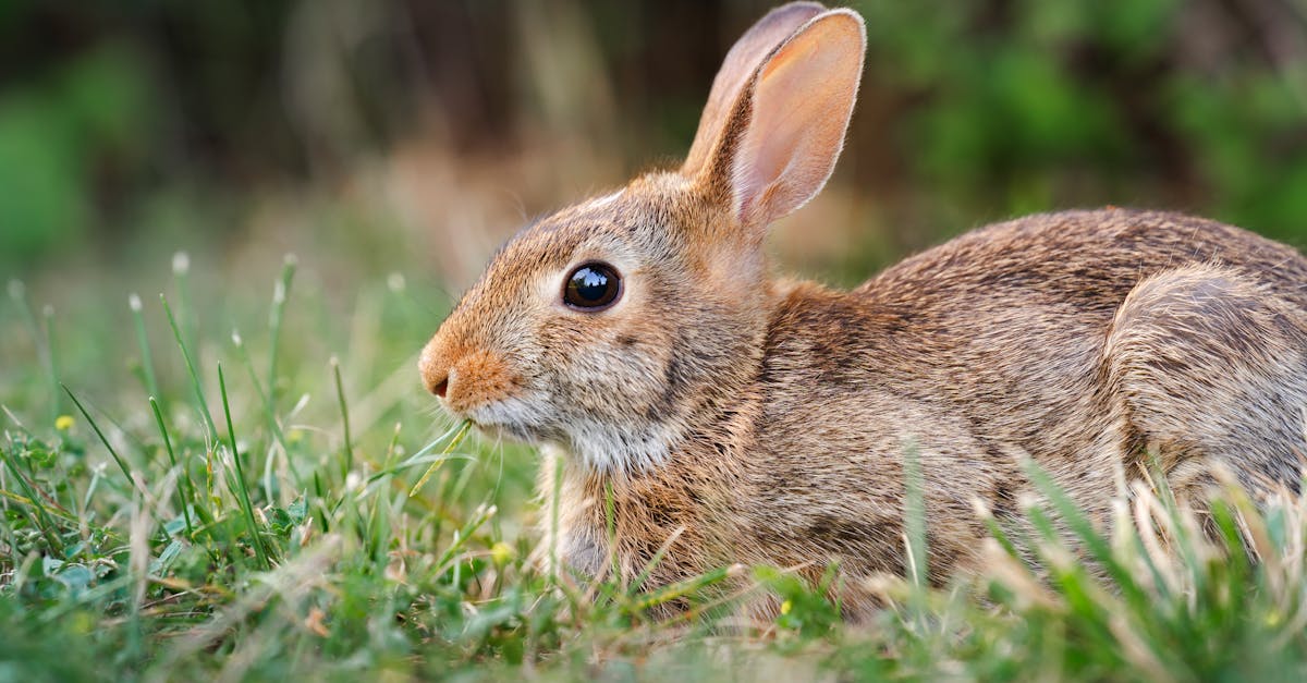 Kan een konijn alleen wonen? 🐰 - Uitleg voor kleuters