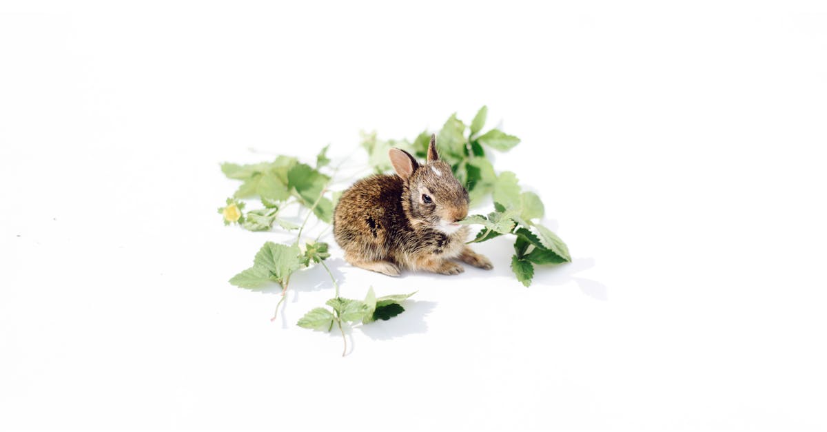 Kan een konijn alleen wonen? 🐰 - Uitleg voor kleuters