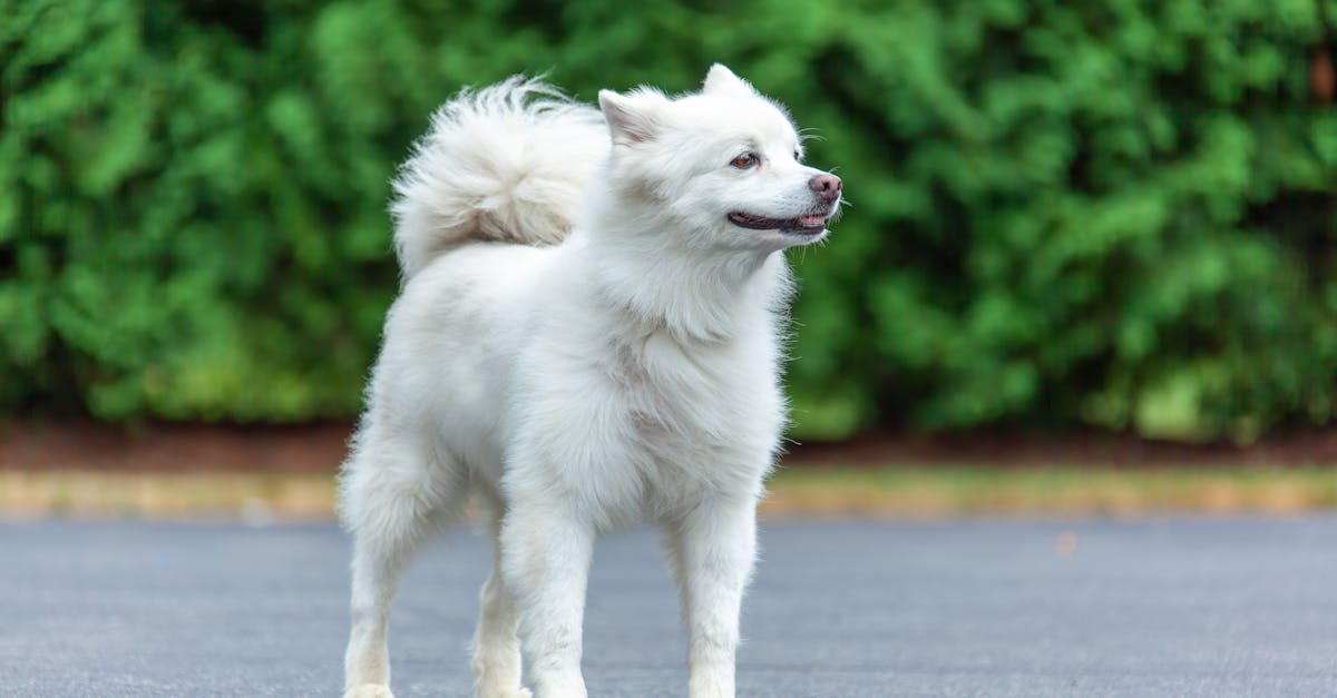 Waarom blaffen honden? 🐶 - Uitleg voor kleuters
