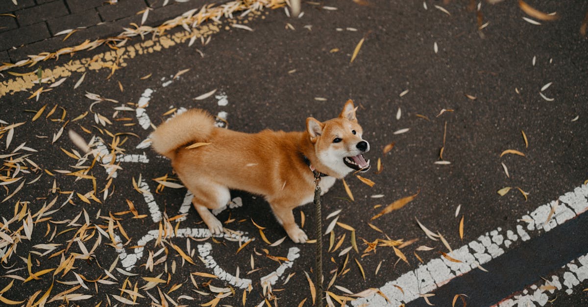 Waarom blaffen honden? 🐶 - Uitleg voor kleuters