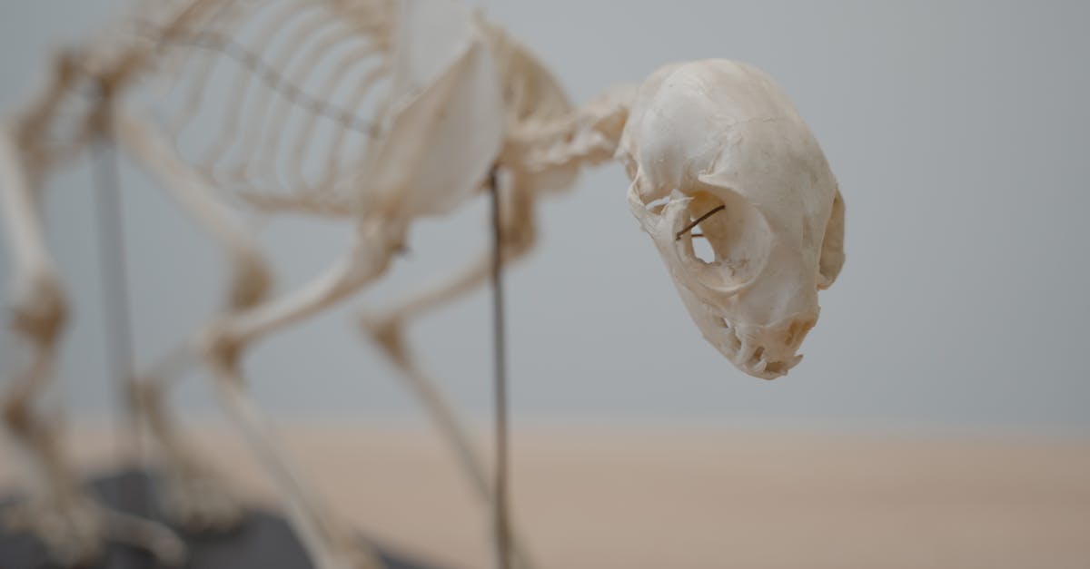 Waarom heb ik botten? - Uitleg voor kleuters