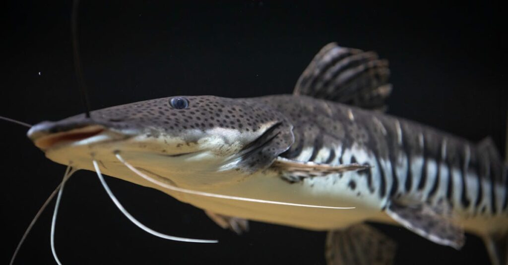 Waarom hebben sommige dieren vlekken en andere strepen? - Uitleg voor kleuters