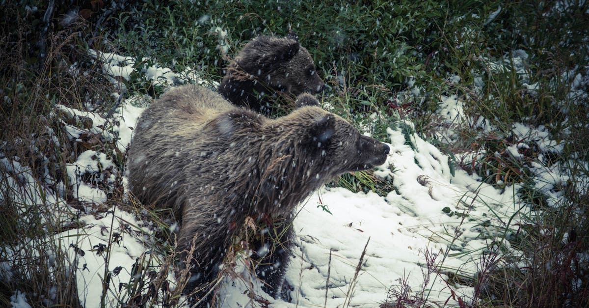 Waarom houden sommige dieren een winterslaap? - Uitleg voor kleuters