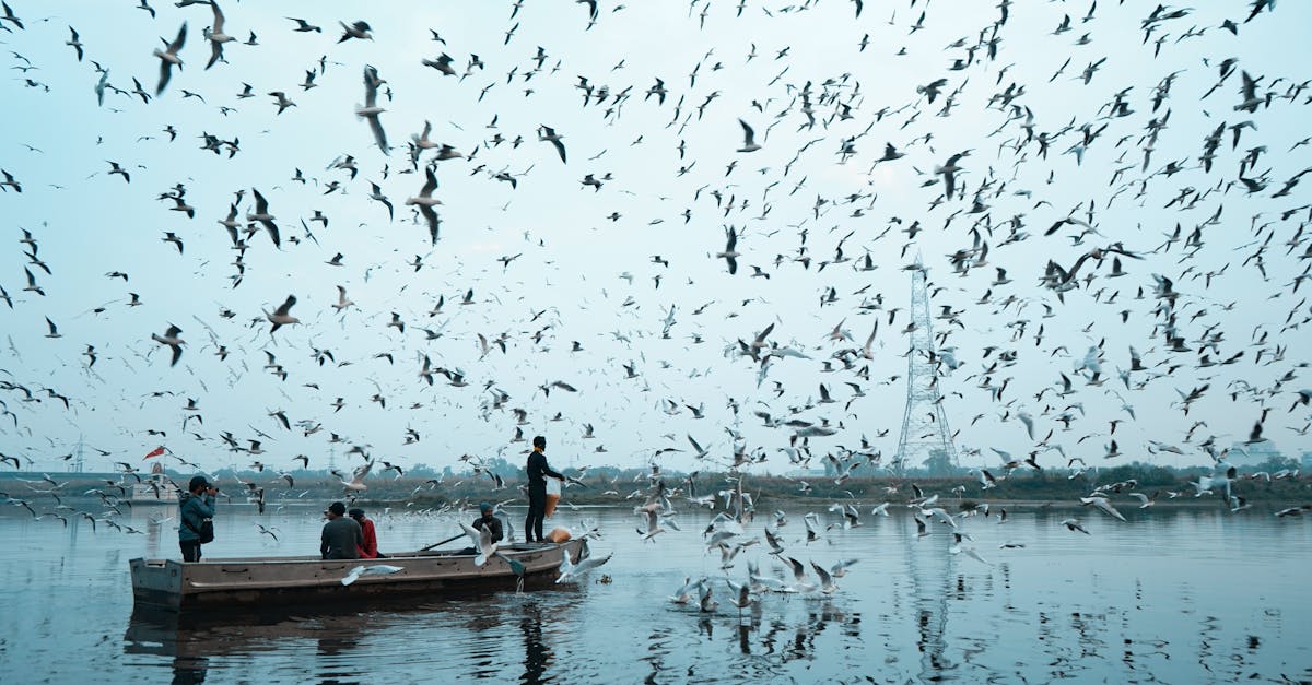 Waarom kunnen vogels vliegen en wij niet? - Uitleg voor kleuters