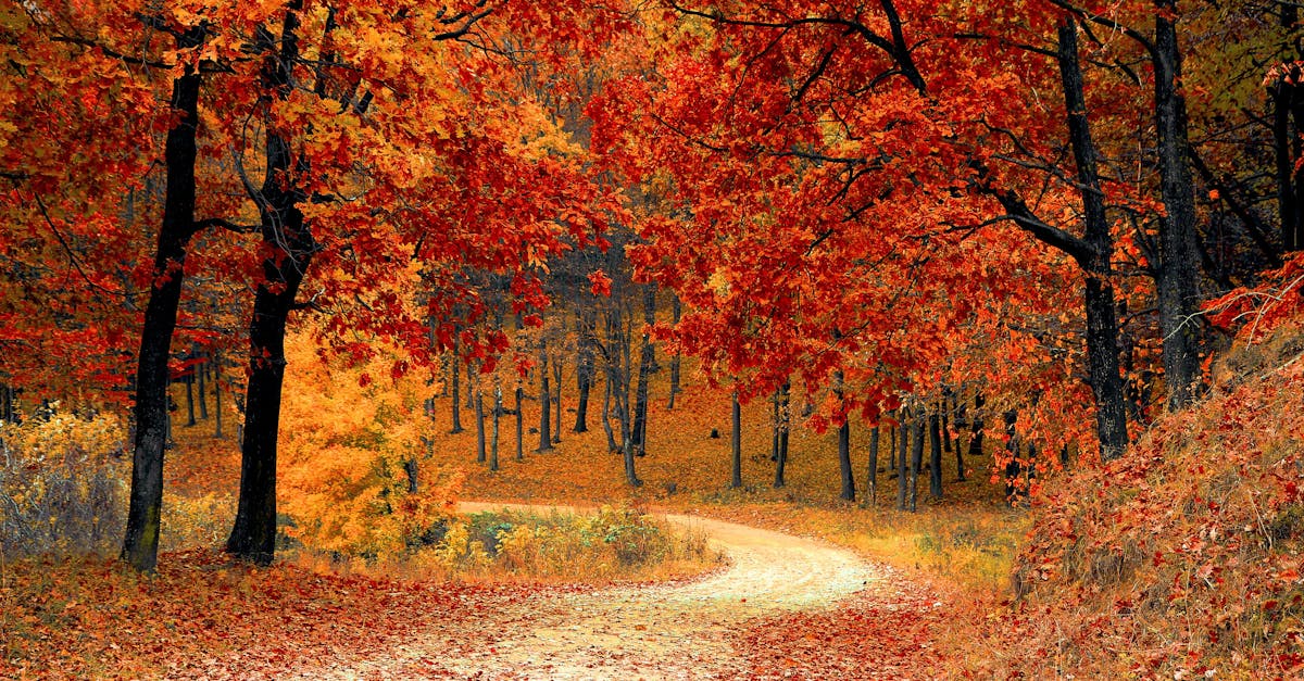 Waarom vallen bladeren in de herfst? - Uitleg voor kleuters