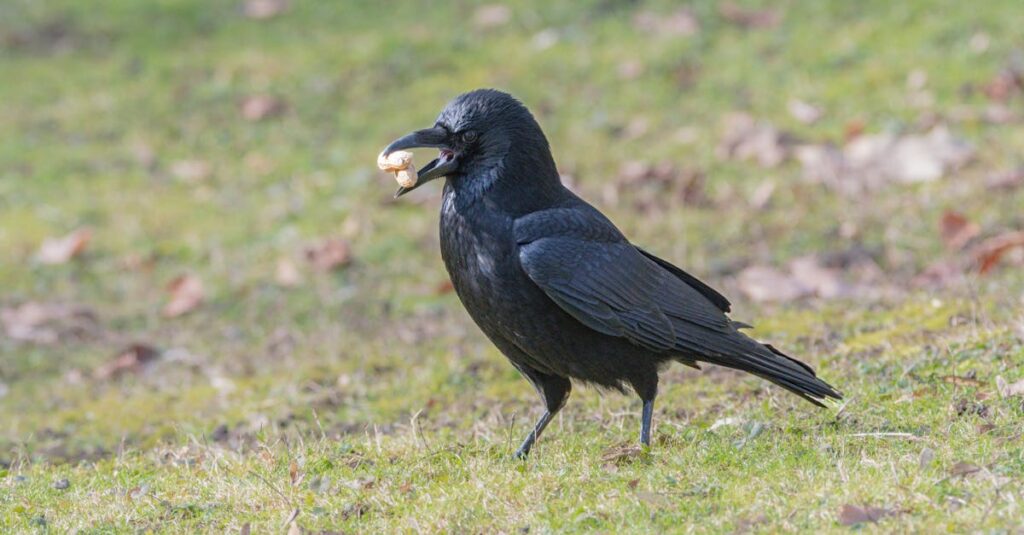 Wat eten vogels? 🐦 - Uitleg voor kleuters