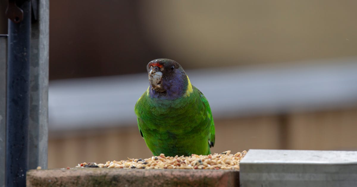 Wat eten vogels? 🐦 - Uitleg voor kleuters