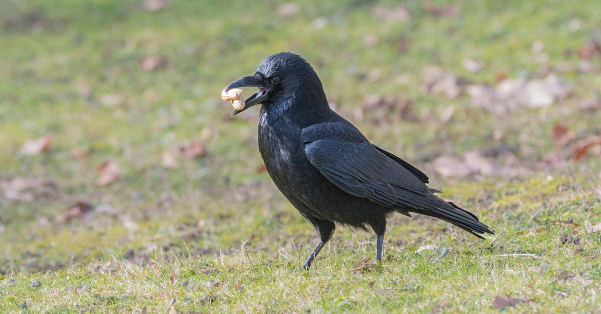 Wat eten vogels? 🐦 - Uitleg voor kleuters