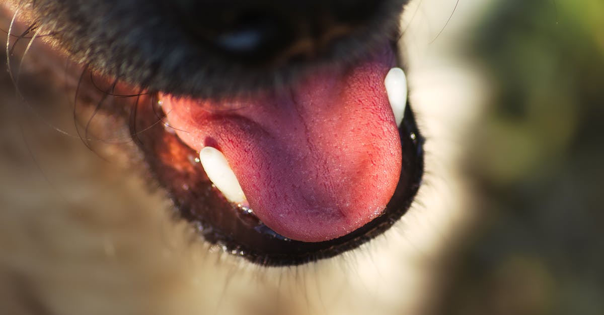 Welke honden blaffen het hardst? - Uitleg voor kleuters