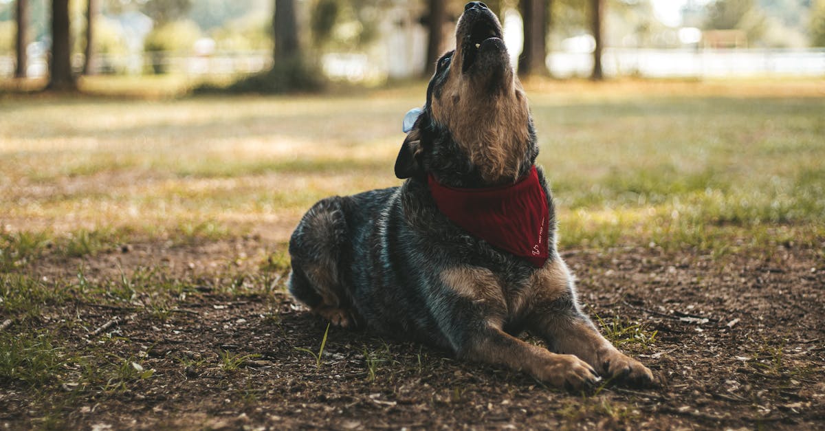 Welke honden blaffen het hardst? - Uitleg voor kleuters