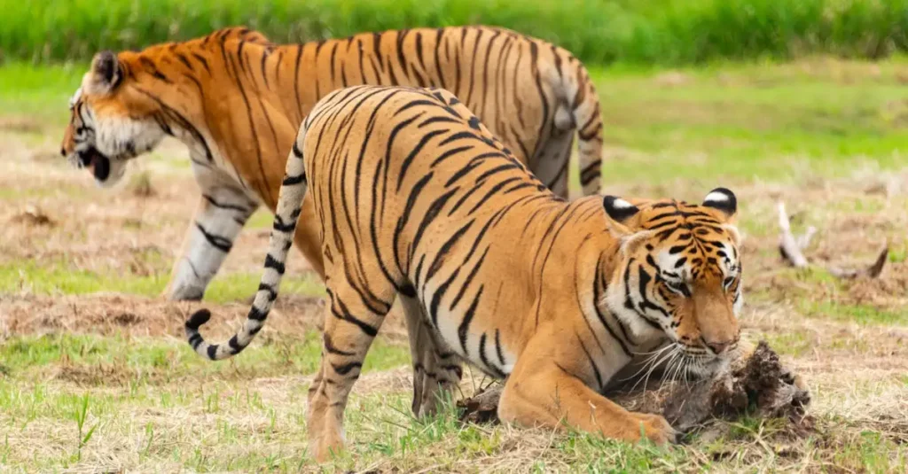 Hoeveel strepen heeft een tijger? - Uitleg voor kleuters