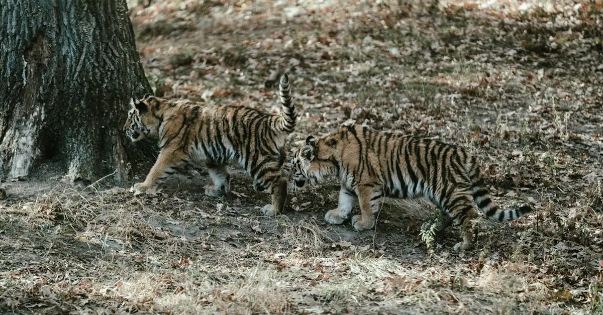 Hoeveel strepen heeft een tijger? - Uitleg voor kleuters